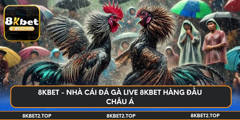 8KBet - Nhà cái đá gà live 8KBet hàng đầu Châu Á