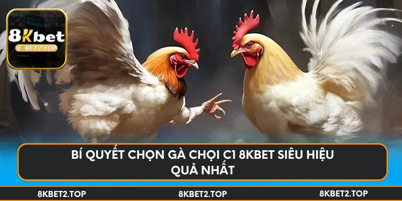Bí quyết chọn gà chọi C1 8KBet siêu hiệu quả nhất
