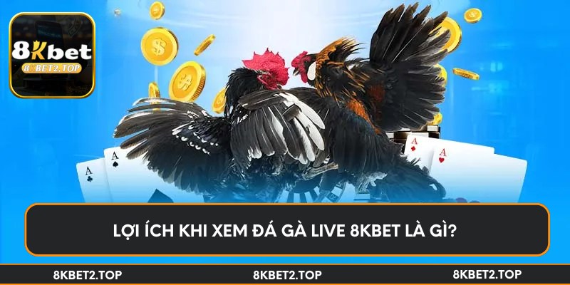 Lợi ích khi xem đá gà live 8KBet là gì?
