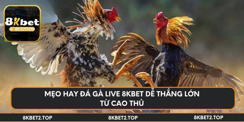 Mẹo hay đá gà live 8KBet dễ thắng lớn từ cao thủ