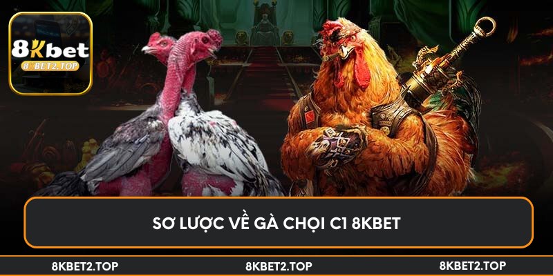 Sơ lược về gà chọi C1 8KBet